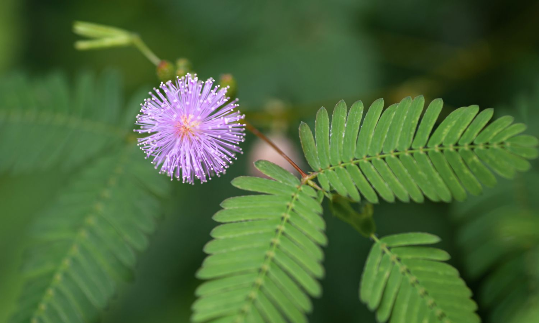 The plant that closes its leaves when touched (Mimosa pudica)