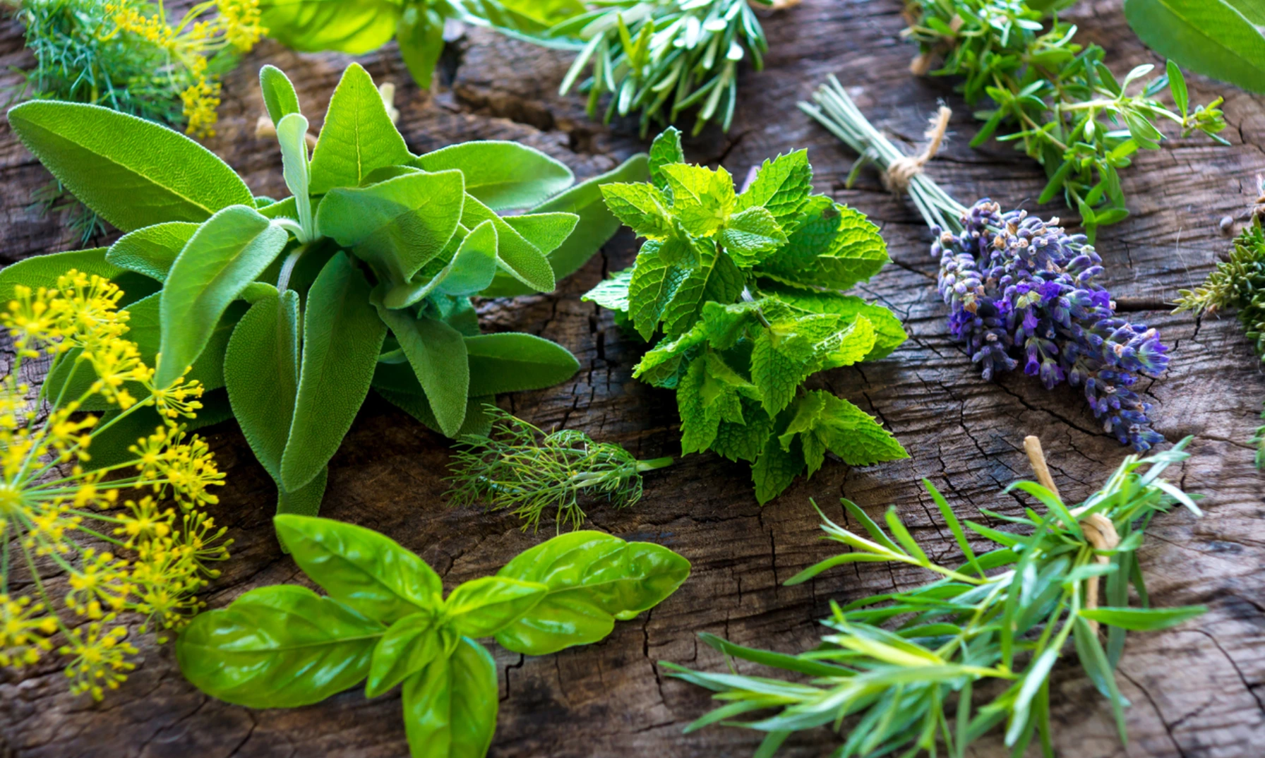 Anti-Stress Garden: 7 Easy Plants That Calm Your Mind and Body